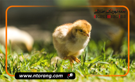 فروش جوجه گوشتی راس در مازندران